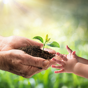 100% Compostable Gloves, Cornstarchgloves, Food Service Disposable Gloves, Food Prep Cooking Gloves, Eco-Friendly 3