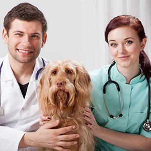 clear gloves disposable