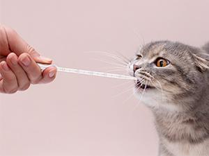 Disposable Plastic Transfer Graduated Pipettes, Clear Dropper for Essential Oils, Water Testing, Lab, DIY Art 13