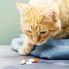 Kits For Empty Pill Capsules Filler, Home & Lab Supplies - Micro Spoon Spatula, Lab Scoop Filling Tray, Herb Powder 6