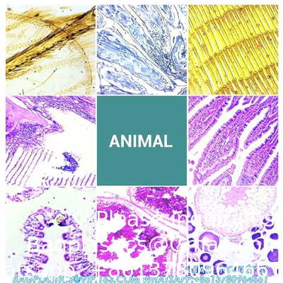 Microscope Slides With Specimens For Kids, Prepared Microscope Slides Plants Animals Insects, Microscope Slides