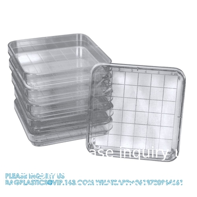 Polystyrene Square Integrid Petri Dish Container for School Lab Science Experiment Alphanumeric Gridlines