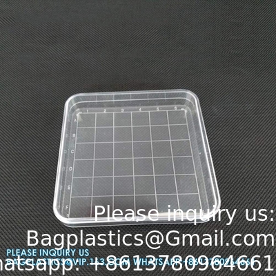Polystyrene Square Integrid Petri Dish Container for School Lab Science Experiment Alphanumeric Gridlines